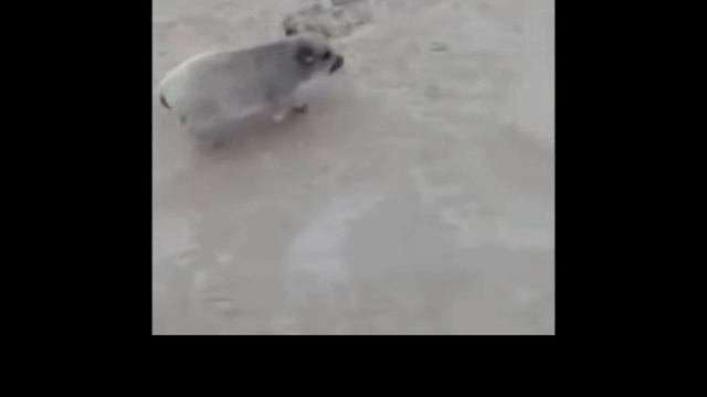 Смешные моменты с собаками | Часть 3