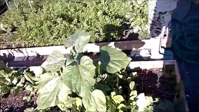 (84) ФРАНЦИЯ. УЛЫБАЮЩИЙСЯ ЁЖИК