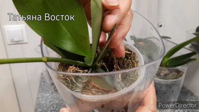 Орхидеи подростки в размере 1.7 дюймов! Прошло 9 месяцев!
