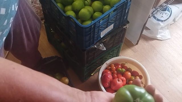 Сбор томатов продолжается. Ранний посев томатов оправдывает мой труд на огороде.