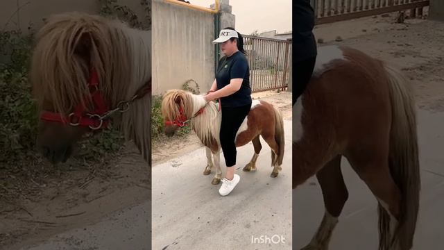 Adults and children can ride PetHorse ShetlandPony