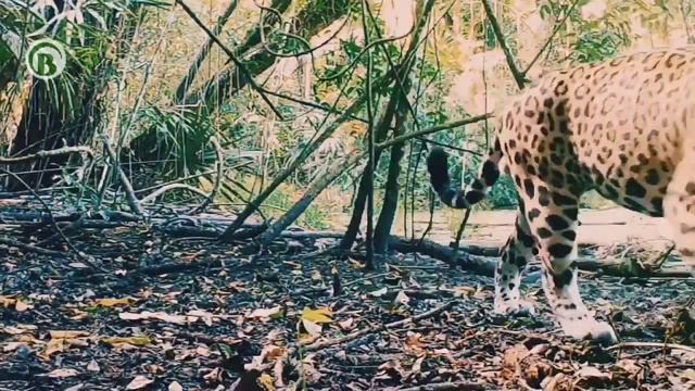 El Poder del JAGUAR - Documental #felinos  #animalesfantasticos  #jaguar