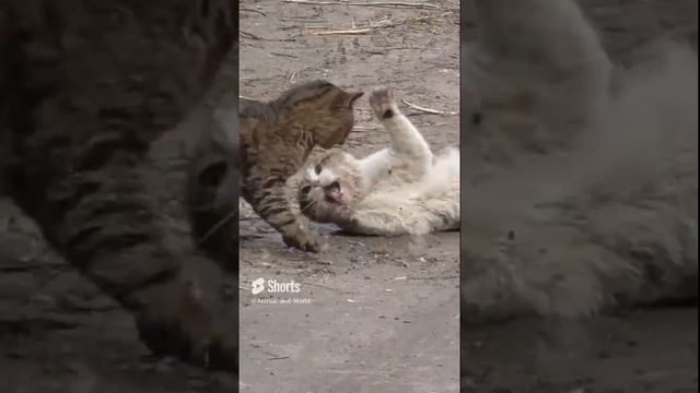 Приемы самбо в драке котов