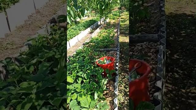 Домашний чай. Собираем клубничный лист для чая