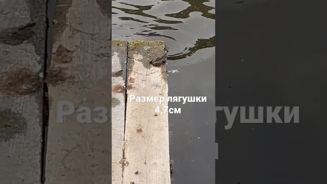 большая лягушка на камышинском озере