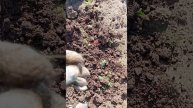 Конинка или пуговица