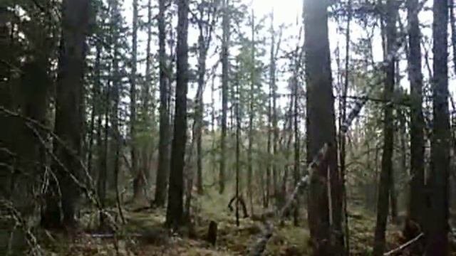 Лес д Большая Уря