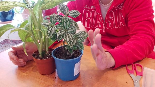 Пилея Кадье и Диффенбахия Камилла