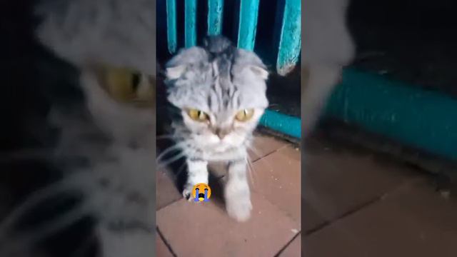 Смешной котэ 😎