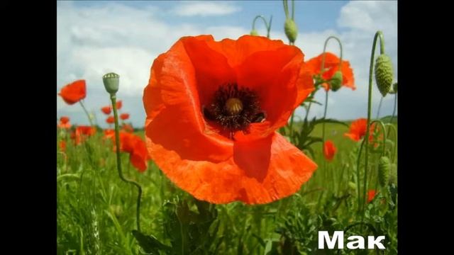 Цветочная викторина