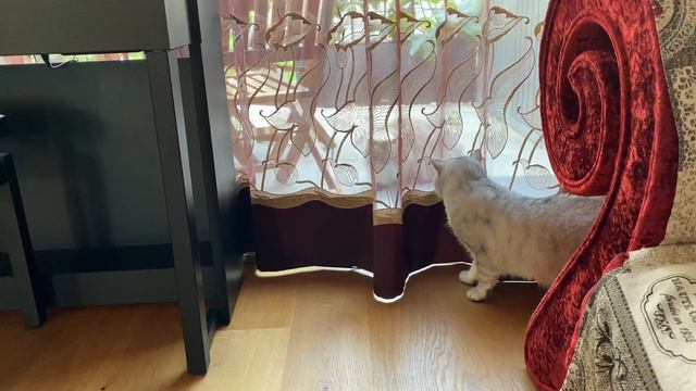 Британский шиншилла увидел чужую кошку :: Britisch Kurzhaar Chinchilla hat fremde Katze gesehen