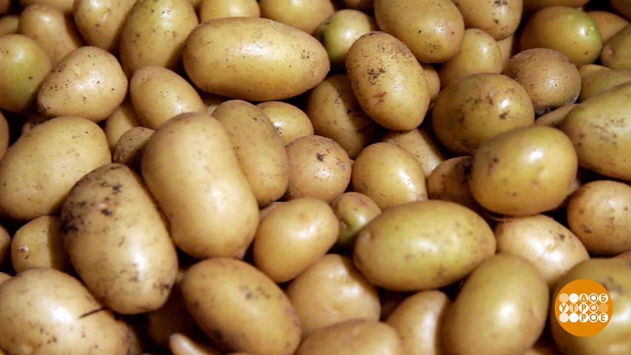 Золотая Нива сорт картофеля