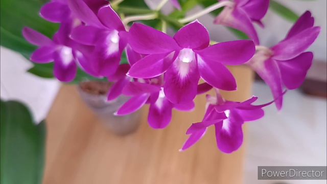 Цветение орхидей в сентябре🌺#11.09.2024г.