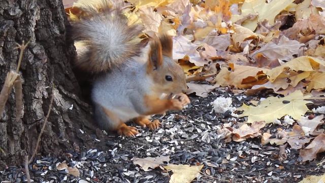 Canon 600d kit 18-55 test movie
