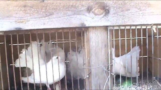 голубей хотели съесть