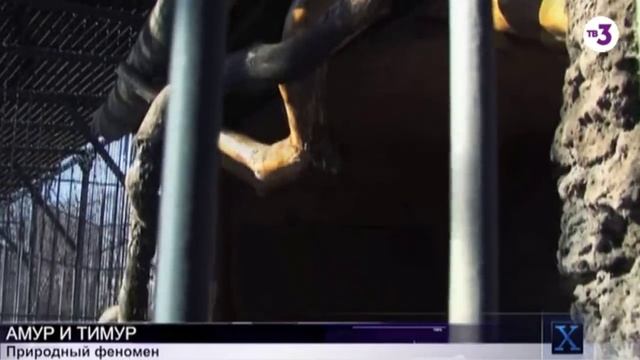 Дружба тигра и козла. Тигр Амур и козел Тимур