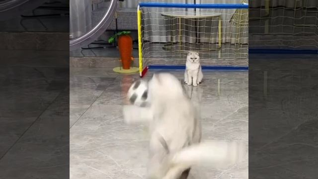 Котофутбол