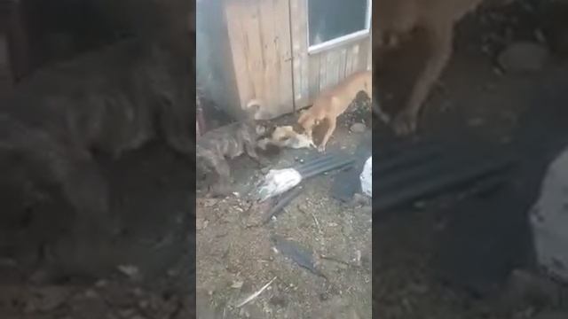 Собаки разорвали лису жесть