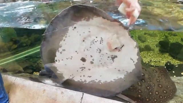 Забавное кормление скатов ?