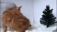 Скоро Новый Год! Шарлотта 2 месяца