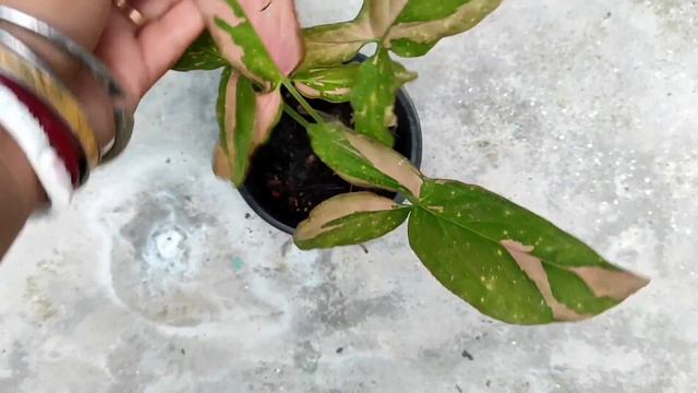 Plants Unboxing from Instagram | Plant Shopping India | ऑनलाइन पौधों की खरीदारी