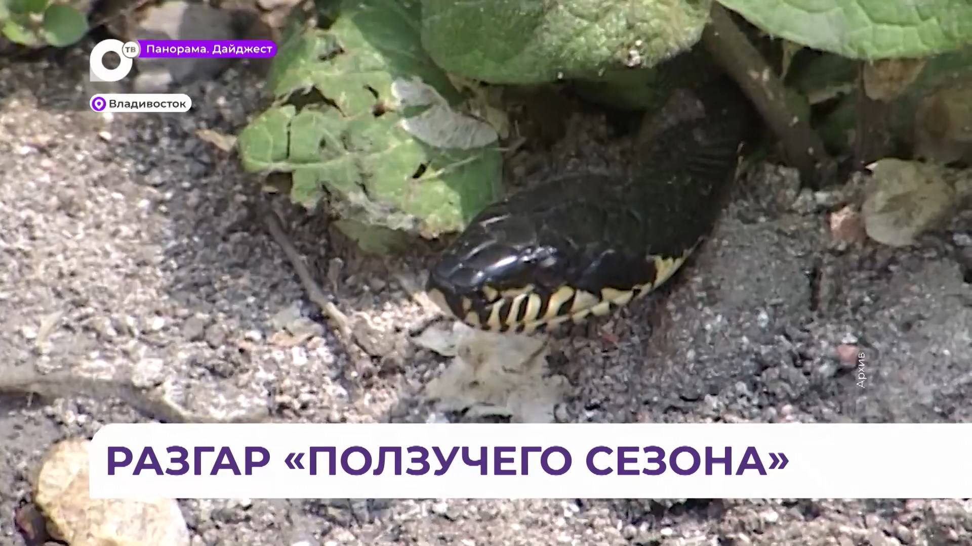 Во Владивостоке заметно активизировались змеи