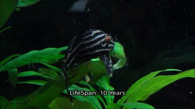 Pleco Care  Info Hypostomus Plecostomus
