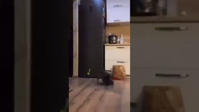 Неожиданная атака кота