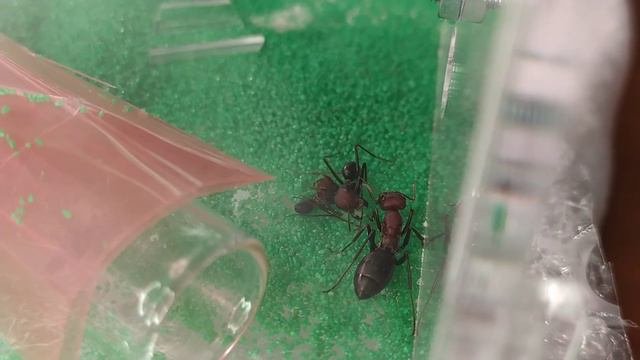 ПОДСЕЛЕНИЕ муравьев Cataglyphis nodus.