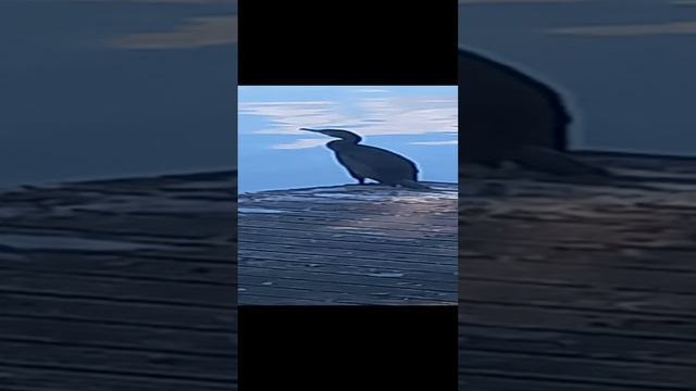 Утя