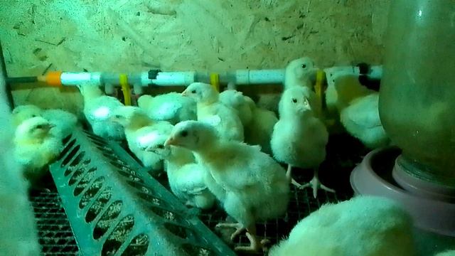 VID_20240819_075837.mp4