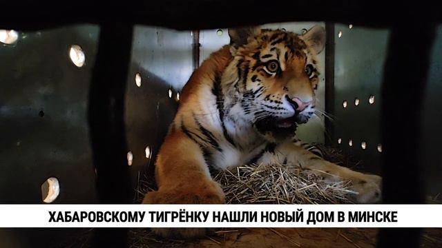 Спасение тигрёнка в Хабаровском крае! Аэрофлотом из Хабаровска в Минск