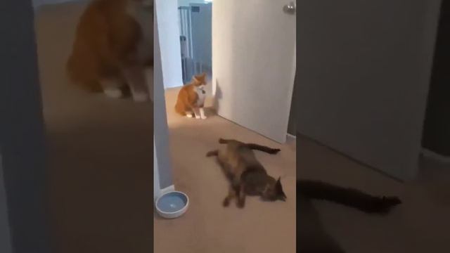 Срубил в лёгкую #котики #домашниеживотные #cat
#приколы
