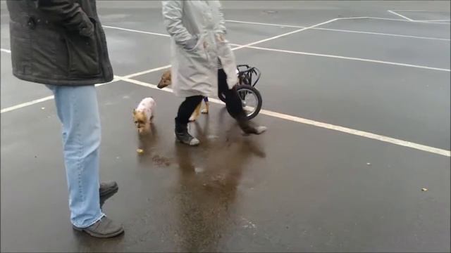 Дворянка Лиса в инвалидной коляске для собак  Animal Mobile
