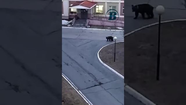 Медведя, устроившего экскурсию по Лангепасу, выгнали за пределы города