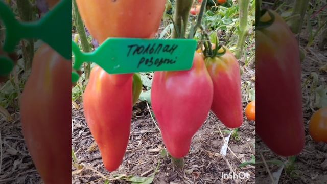 Обзор томатов Цветок Реагир , Тюльпан розовый , Смех кукабарры(гном) .