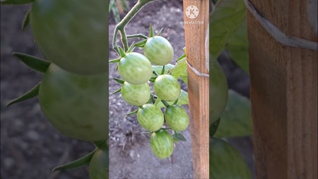 Как вырастить помидоры в открытом грунте на Южном Урале. Впереди продолжение...