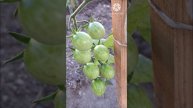 Как вырастить помидоры в открытом грунте на Южном Урале. Впереди продолжение...