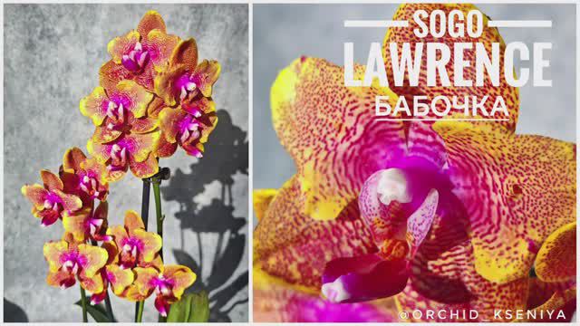 Phal. Sogo Lawrence butterfly 🧡 Яркая рыжая восковая орхидея бабочка Сого Лоуренс | Ароматный сорт