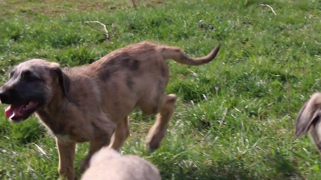 Irish Wolfhound Puppies say hi to Shetland Sheep