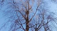 ПТИЦЫ РАДЫ ВЕСНЕ🕊Воробьиный переполох!ЗВУКИ ПРИРОДЫ🌿Галки, голуби,чайки,утки.Пение птиц РЕЛАКС ВИДЕ