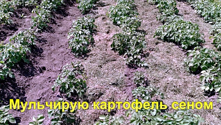"Картофель окучиваем и мульчируем."#сад#огород#дача