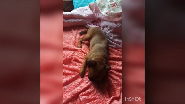 Машка-пти брабансон