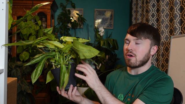BEST Plant Haul Yet! Inc. Rare, Wishlist and Unusual Plants - 2 Orders (10 Plants)