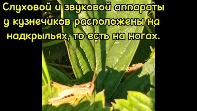 Дачные насекомые : Кузнечики | Восход