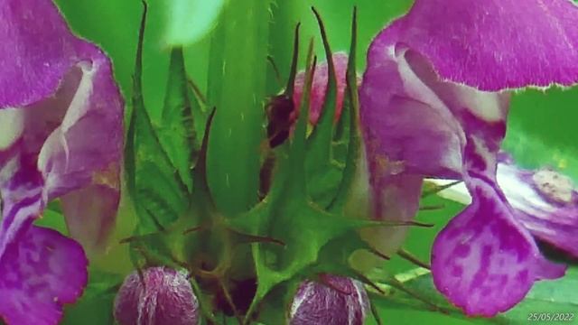 2022/5/25: Яснотка пурпурная за ручьём в овраге в лесу за 18-м мкр-м. Ч. 2-я. "Муравьи на цветках