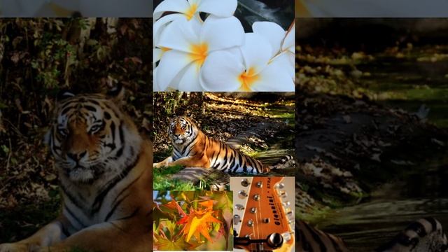 Тик Ток тренды/Tiger in nature/ лучшая музыка для души )2021