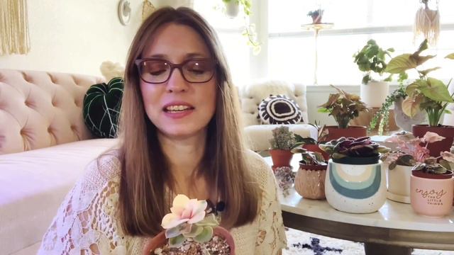 A Look at Pink Plants in my Collection: What’s your Favorite?