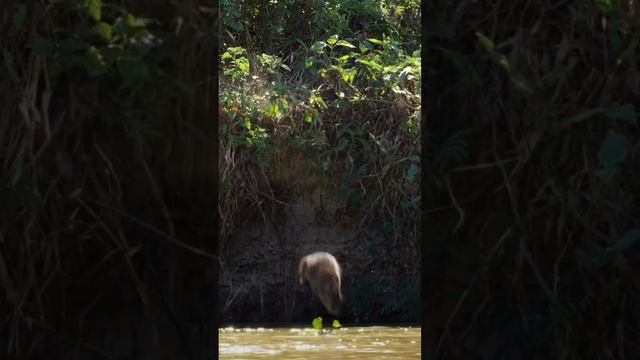 капибара прыгает в воду