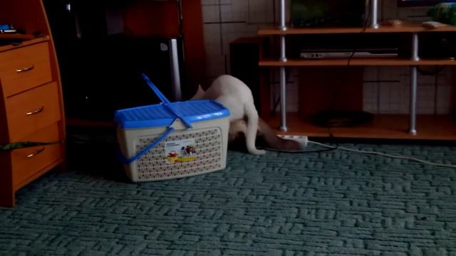 Кот Муртазей